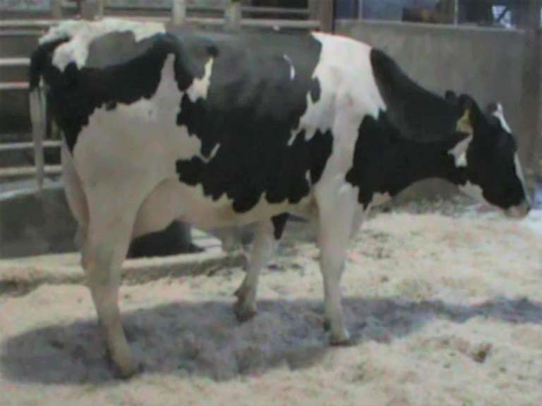 Fresh 1-21 Mkg 119# 4.1%F SCC-25K Due 12-7 6th Lact (4.1%Fat)