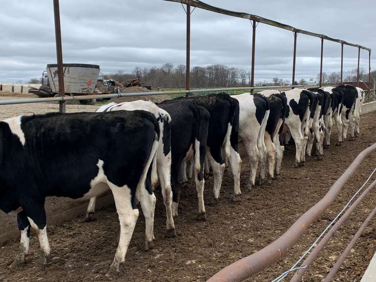 (9) Bred Heifers  Preg 3 1/2-5 Months