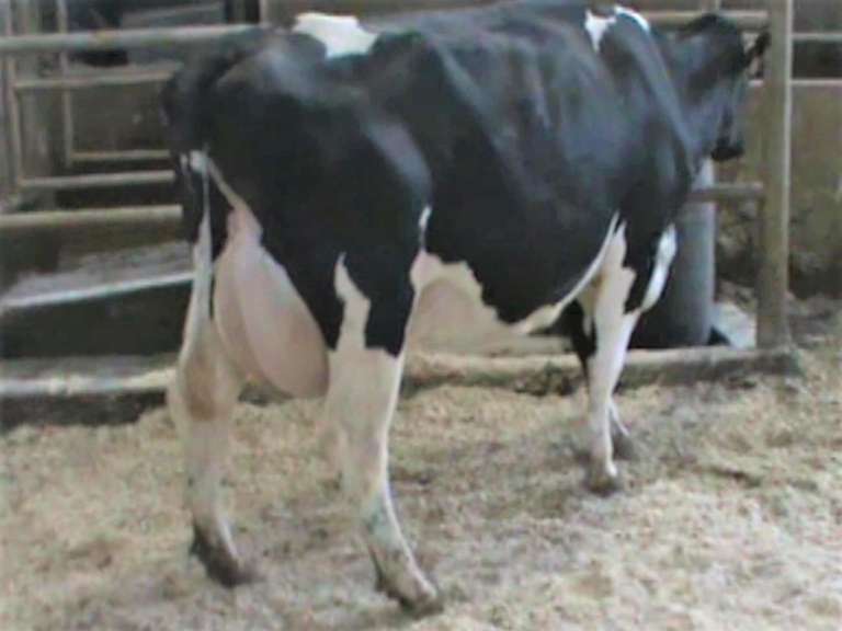 Dry & Dry Treated Due 7-4 w/ 2nd Calf