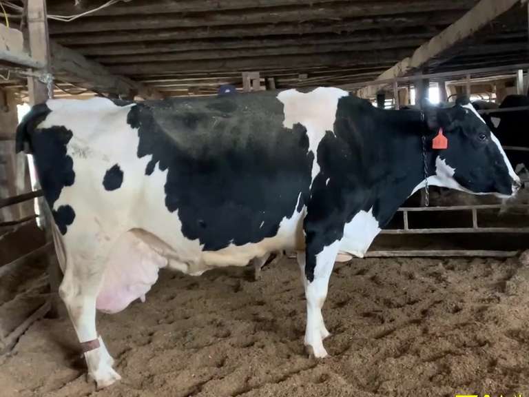 Dry & Dry Treated Due 7-4 w/ 2nd Calf