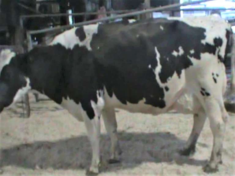 Fresh 9-21 Mkg 104# SCC-7 Due 11-4 2nd Lact
