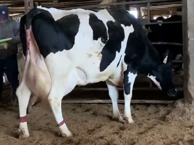 Fresh 4-14 Mkg 74# 5.5%F SCC-450K 2nd Lact