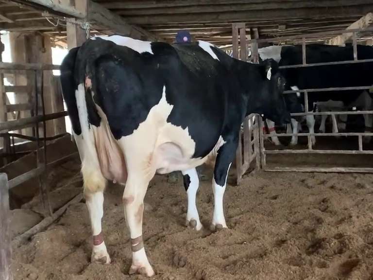Dry & Dry Treated Due 5-1 w/ 3rd Calf