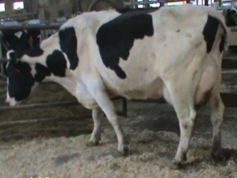 Fresh 2-2 Mkg 101# SCC-10K 2nd Lact (3/4 Cow)