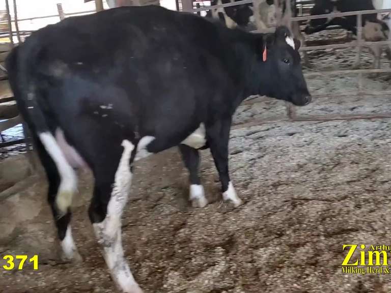 Bred Heifer Preg 8 Months
