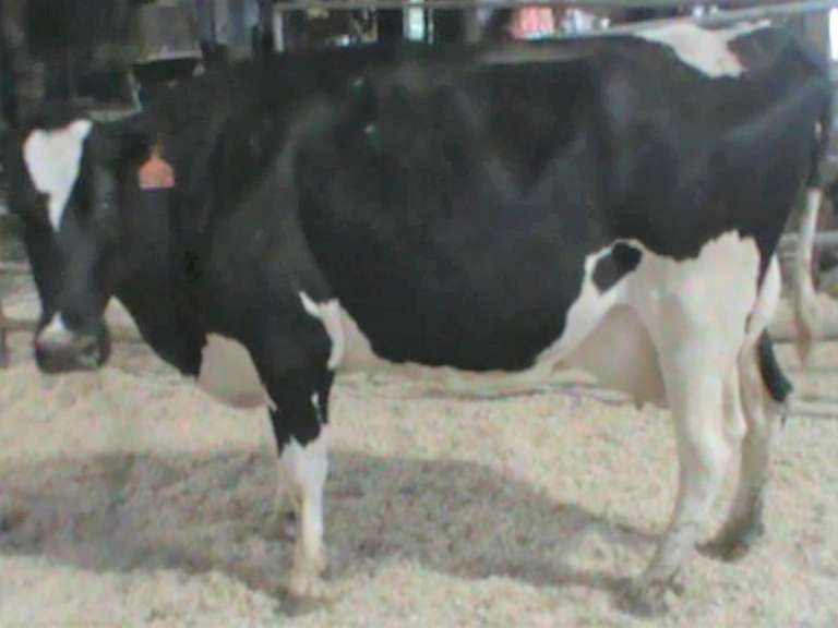 Fresh 6-17 Mkg 89# SCC-43K Due 9-4 2nd Lact