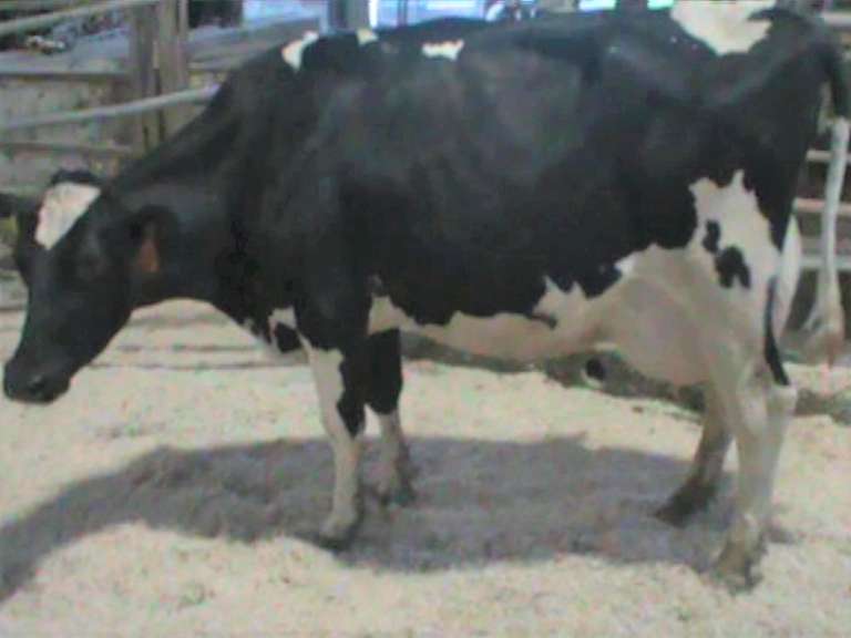 Fresh 12-9 Mkg 110# 4.3%Fat SCC-22K Due 12-6 2nd Lact
