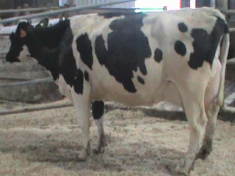 Fresh 1-8 Mkg 104# SCC-5 Due 12-12 3rd Lact