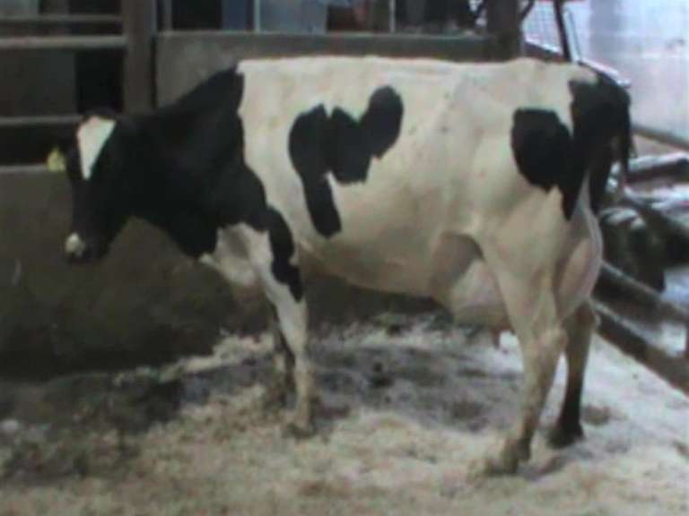 Fresh 8-10 Mkg 80# SCC-88# Due in Aug 2nd Lact