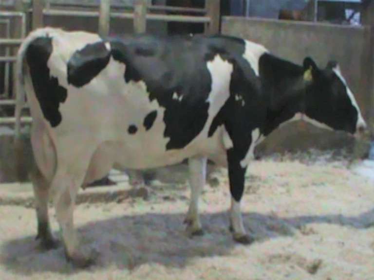 Fresh 10-15 Mkg 83# SCC-38K Due 9-25 3rd Lact