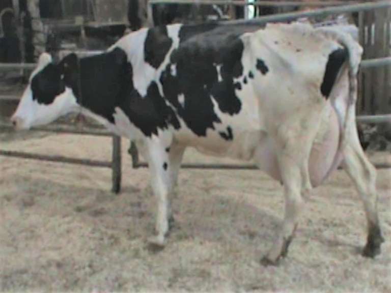 Fresh 9-11 Mkg 137# SCC-58 Due 10-25 2nd Lact