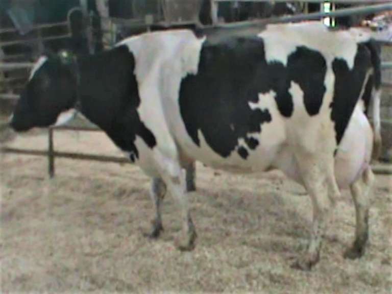 Fresh 1-13 Mkg 119# SCC-13K Due 12-27 3rd Lact