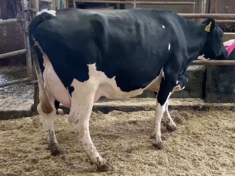Fresh 7-12 Mkg 71# SCC-504K Preg 4 Months 1st Lact