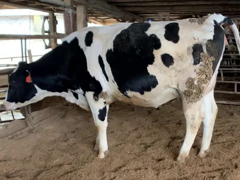 Bred Heifer Preg 6 1/2 Months