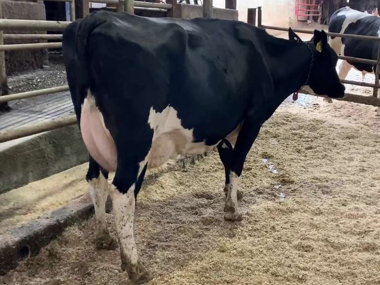 Fresh 9-3 Mkg 83# SCC-88K Due 8-18 3rd Lact