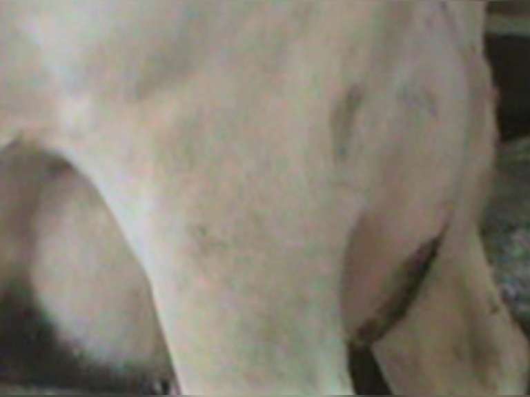 Fresh 2-2 Mkg 101# SCC-10K 2nd Lact (3/4 Cow)