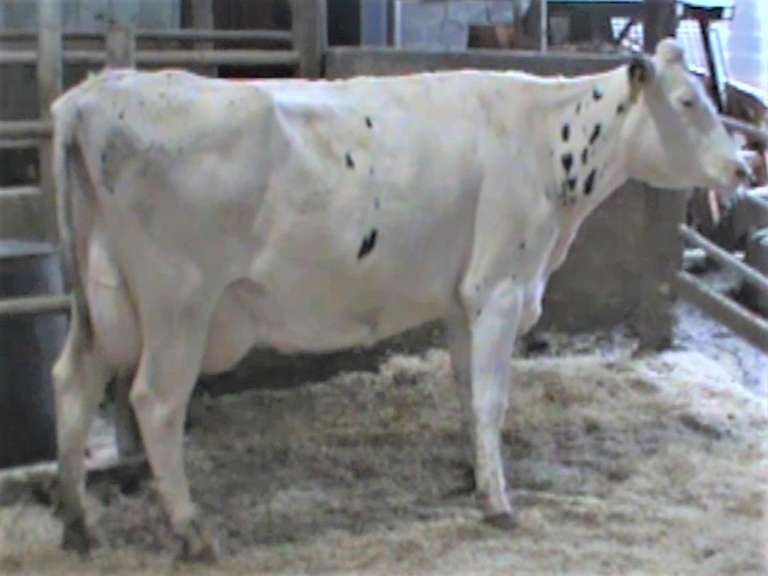 Fresh 8-1 Mkg 107# SCC-32K Due 8-6 2nd Lact (Slight LLR)