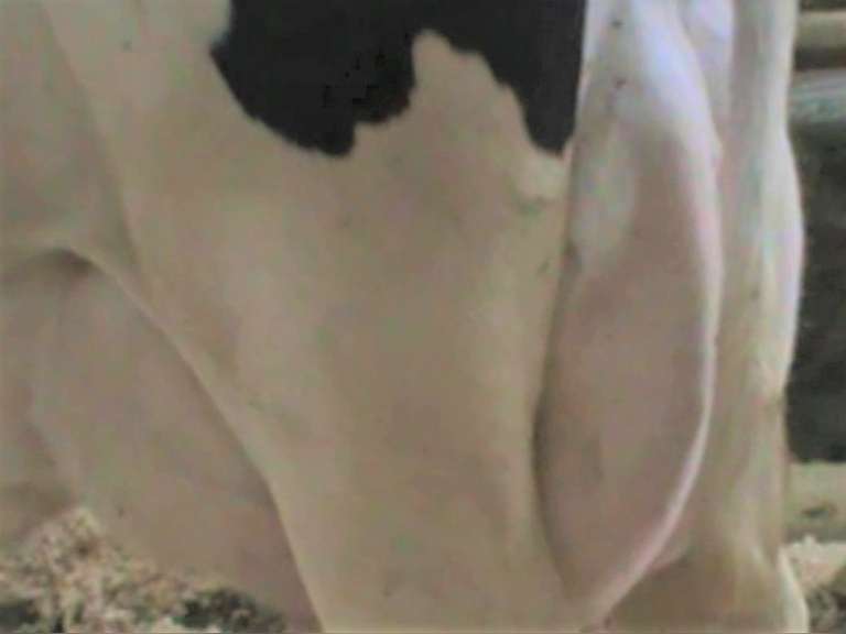 Fresh 1-8 Mkg 104# SCC-5 Due 12-12 3rd Lact