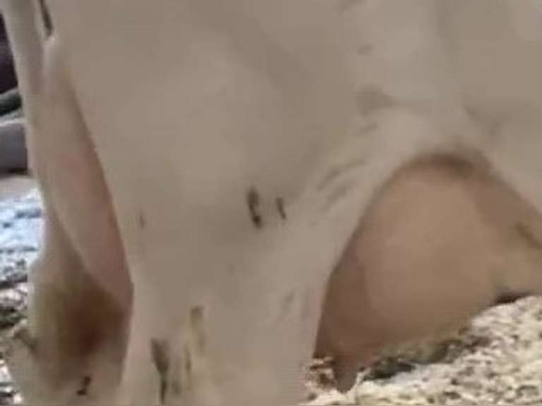 UPDATE: Dry & Dry Treated Due 6-26 Coming 2nd Calf