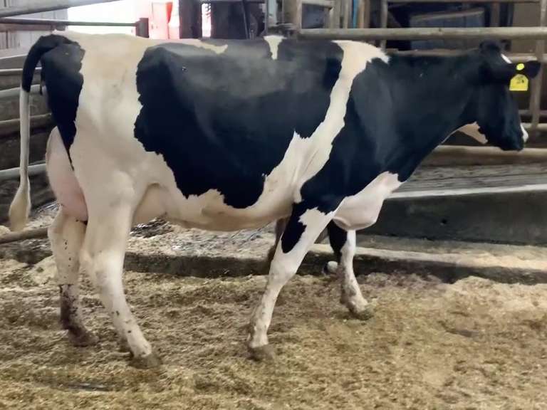 UPDATE: Dry & Dry Treated Due 6-24 1st Lact (Swollen Hock)