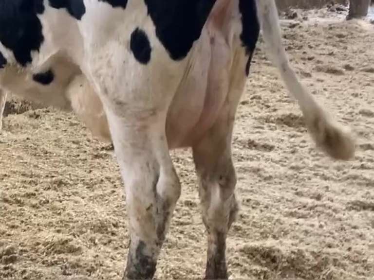 Fresh 5-10-19 Mkg 62# 5.2%F SCC-82K Due 7-30 1st Lact (Swollen Hocks)