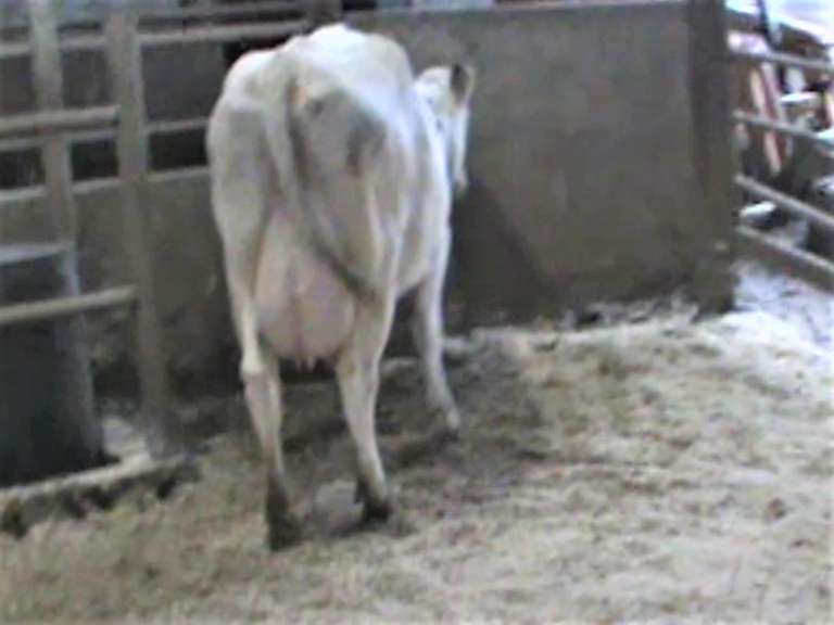 Fresh 8-1 Mkg 107# SCC-32K Due 8-6 2nd Lact (Slight LLR)