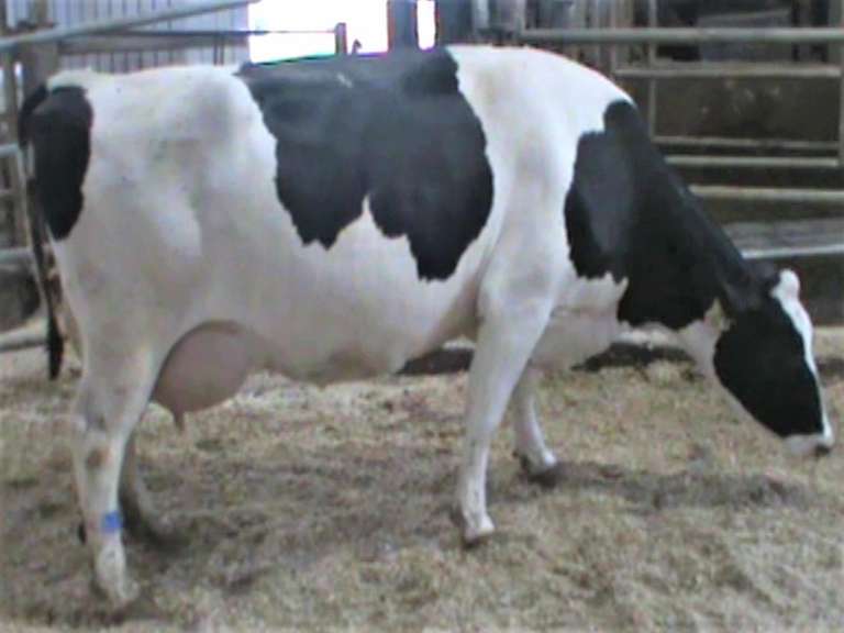 Fresh 9-30 Mkg 65# 4.1%F SCC-120K Due 9-19 3rd Lact (3/4 RR)