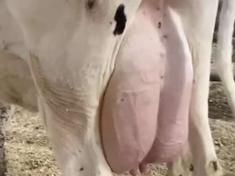 Dry & Dry Treated Due 6-28 w/ 2nd Calf