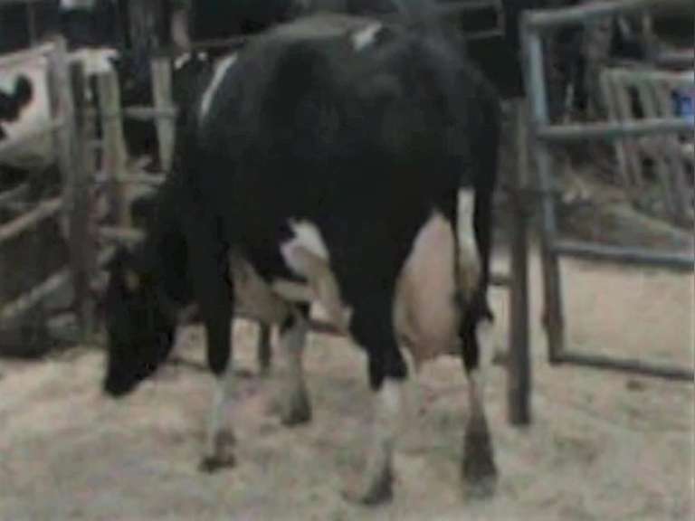 Fresh 8-24 Mkg 71# SCC-27K Due 8-15 3rd Lact (3/4 LR)