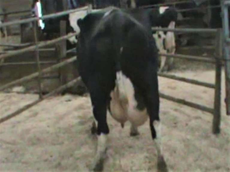 Fresh 8-24 Mkg 71# SCC-27K Due 8-15 3rd Lact (3/4 LR)