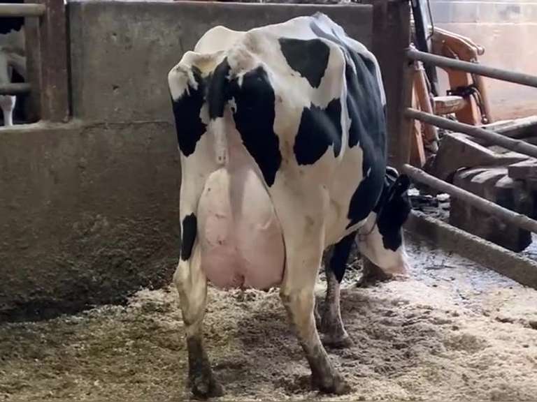 Fresh 12-21 Mkg 158# SCC-19 Due 12-17(High Cow In The Herd!)