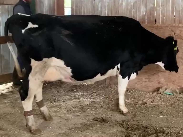 Dry & Dry Treated Due 5-9 w/ 3rd Calf