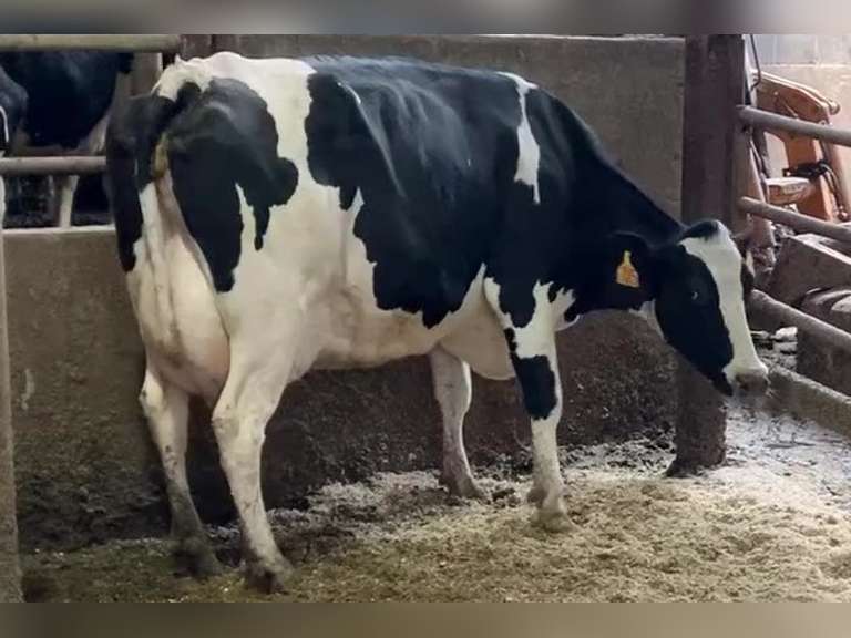 Fresh 5-20 Mkg 98# 4.2%F Due 9-19 3rd Lact