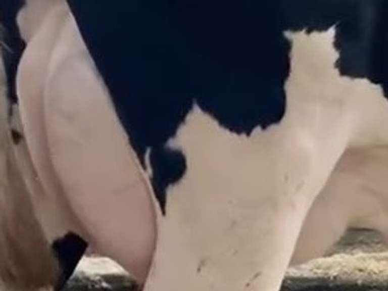 Fresh 7-12 Mkg 71# SCC-504K Preg 4 Months 1st Lact