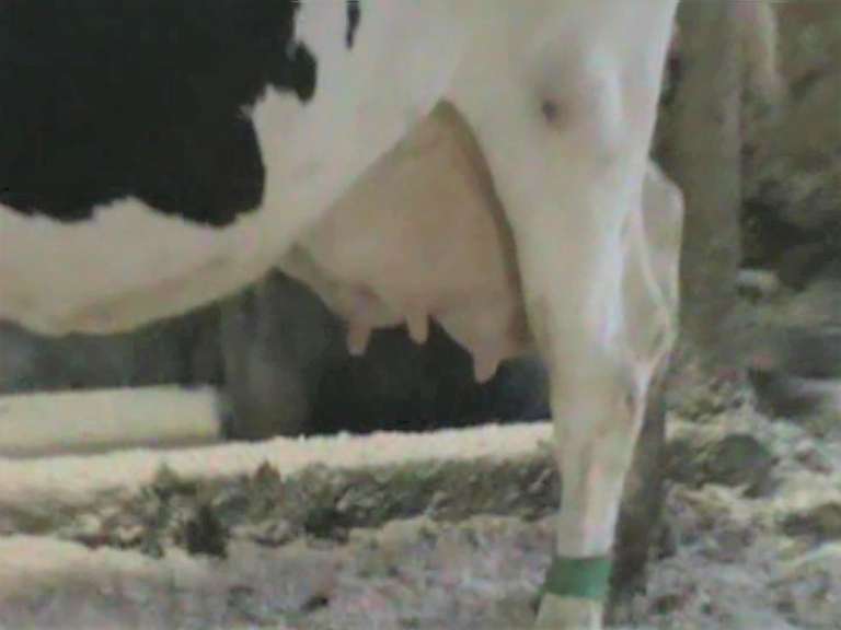 Dry & Dry Treated Due 6-28 w/ 4th Calf (3/4 LF)