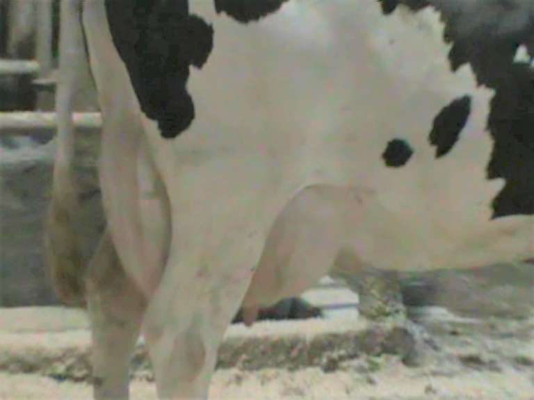 Fresh 10-15 Mkg 83# SCC-38K Due 9-25 3rd Lact