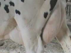 Fresh 11-4 Mkg 134# SCC-12K Due 11-27 4th Lact