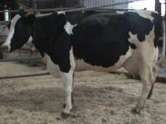 Fresh 10-27 Mkg 125# SCC-28K Preg 4 Months 3rd Lact (LRR)