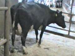 Fresh 9-9 Mkg 92# SCC-13K Due 10-30 3rd Lact (Light RF)