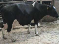 Dry & Dry Treated Due 6-16 w/ 4th Calf  (3/4 RR, Swollen Hock)