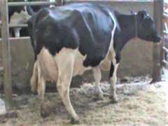 Fresh 4-22-19 Mkg 89# SCC-9 Due 7-27 2nd Lact