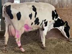 Dry & Dry Treated Due 6-8 w/ 5th Calf