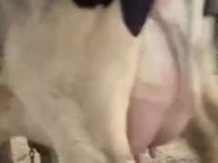 UPDATE: Fresh 1-14 Mkg 92# 1st Lact (Ear Tag #6183)