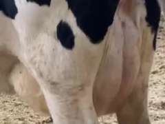 Fresh 5-10-19 Mkg 62# 5.2%F SCC-82K Due 7-30 1st Lact (Swollen Hocks)