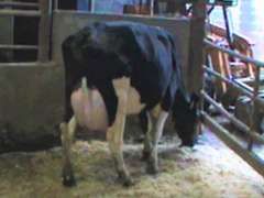Fresh 12-17 Mkg 113# SCC-15K Due 11-22 3rd Lact (Slight LLR & Lame LRF)