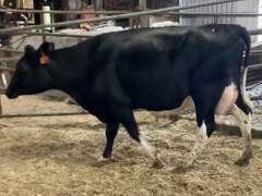Fresh 10-25 Mkg 59# SCC-97K Due 9-25 1st Lact