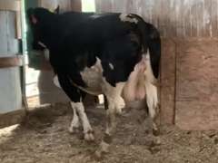Dry & Dry Treated Due 5-9 w/ 3rd Calf