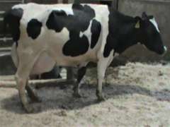 Fresh 8-10 Mkg 80# SCC-88# Due in Aug 2nd Lact