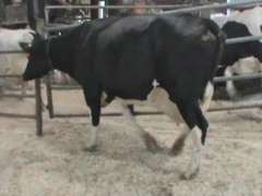 Fresh 10-30 Mkg 122# SCC-20K Due 12-24 3rd Lact