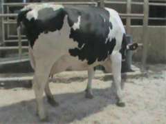 Fresh 1-21 Mkg 119# 4.1%F SCC-25K Due 12-7 6th Lact (4.1%Fat)